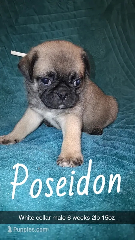 Poseidon-ACA-CKC- fawn – Pug puppy for sale in Summersville, MO