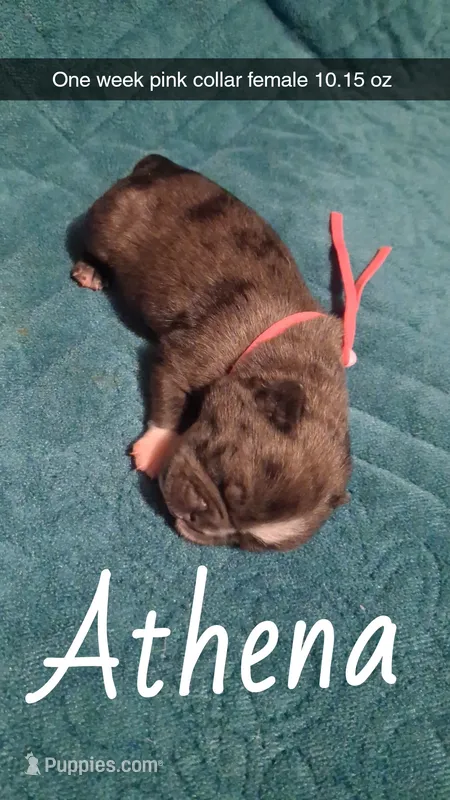 Athena  – Pug puppy for sale in Summersville, MO