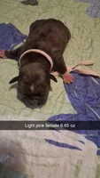 Annabeth , a female Pug for sale in Summersville, MO – 3 of 5