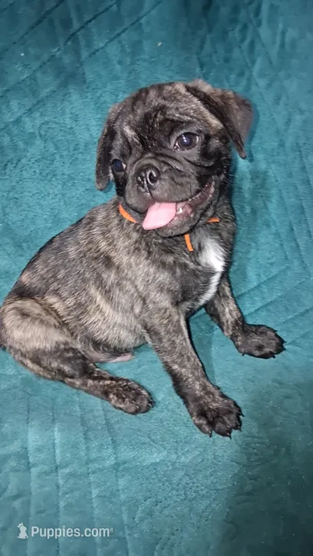 Percy-ACA-CKC- brindle  – Pug puppy for sale in Summersville, MO