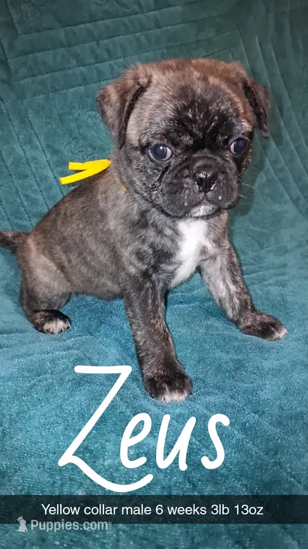 Zeus-ACA-CKC- brindle  – Pug puppy for sale in Summersville, MO