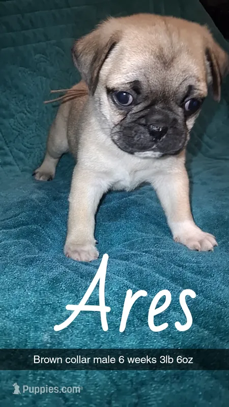 Ares-ACA-CKC- fawn  – Pug puppy for sale in Summersville, MO