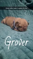Grover , a male Pug for sale in Summersville, MO – 2 of 5