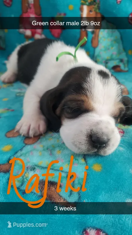Rafiki  – Basset Hound puppy for sale in Summersville, MO