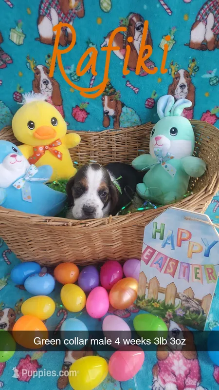 Rafiki  – Basset Hound puppy on hold in Summersville, MO