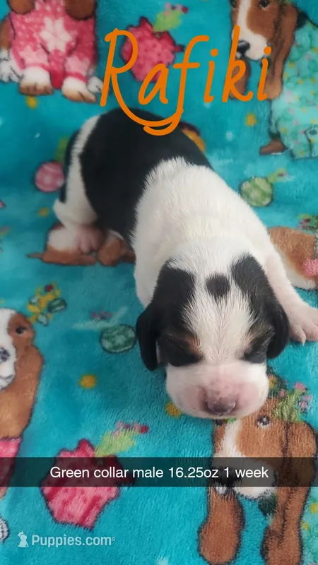 Rafiki  – Basset Hound puppy for sale in Summersville, MO
