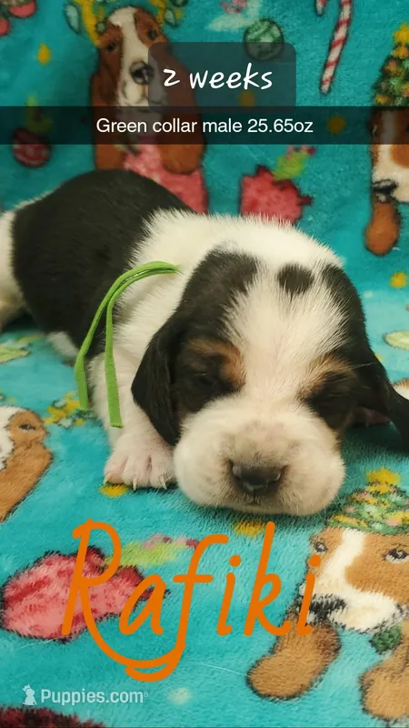 Rafiki  – Basset Hound puppy for sale in Summersville, MO
