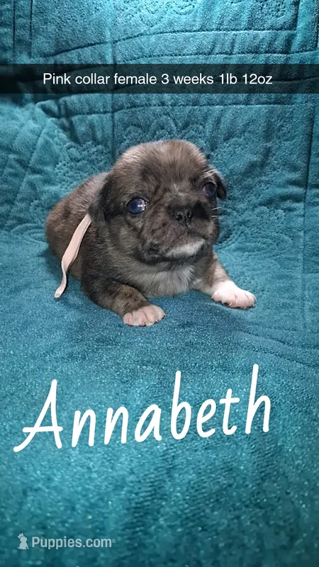 Annabeth- merle  – Pug puppy for sale in Summersville, MO