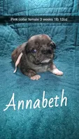 Annabeth- blue eyes, a female Pug for sale in Summersville, MO – 1 of 7