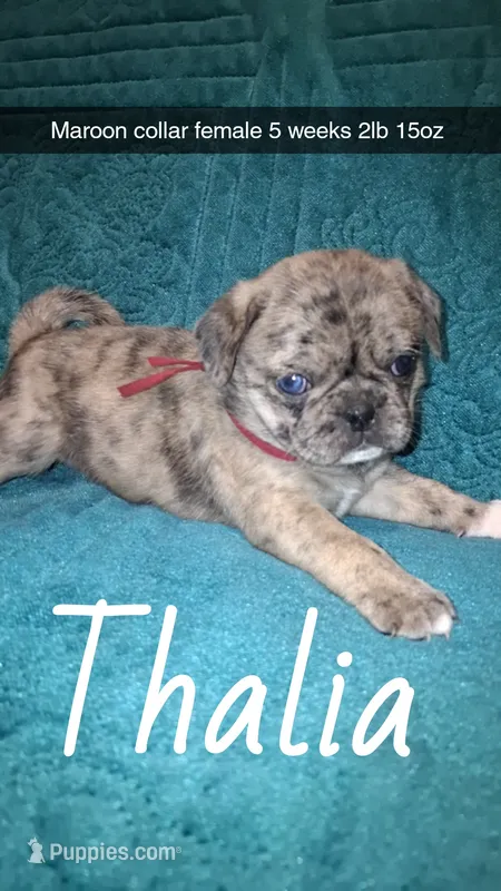Thalia-ACA-CKC- 1 blue eye  – Pug puppy for sale in Summersville, MO