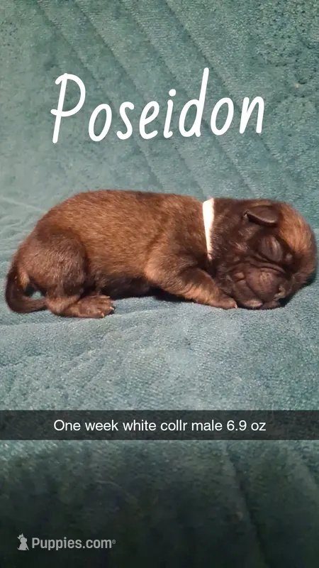 Poseidon – Pug puppy for sale in Summersville, MO