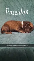 Poseidon, a male Pug for sale in Summersville, MO – 1 of 4