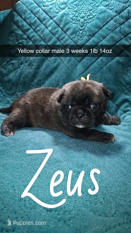 Zeus- brindle  – Pug puppy for sale in Summersville, MO