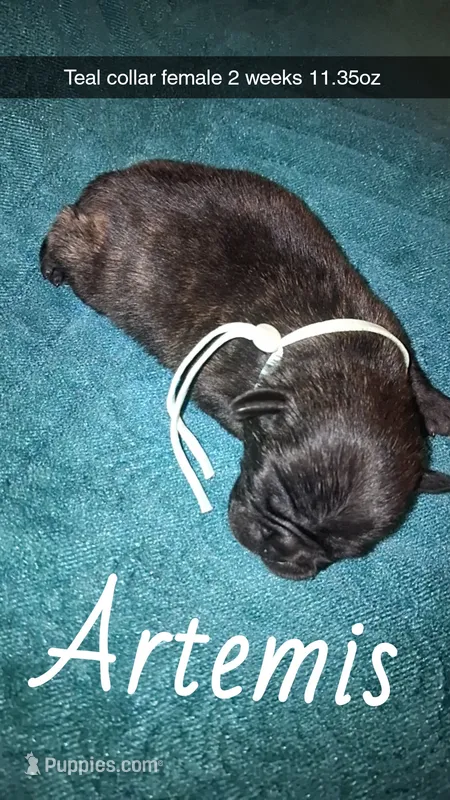 Artemis- brindle  – Pug puppy for sale in Summersville, MO