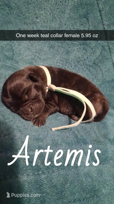 Artemis  – Pug puppy for sale in Summersville, MO