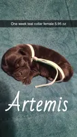 Artemis , a female Pug for sale in Summersville, MO – 1 of 4