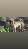 Zeus, a male Pug for sale in Summersville, MO – 3 of 4