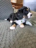 Rocky, a male Bernese Mountain Dog and Cavalier King Charles Spaniel for sale in Rapid City, SD – 6 of 7