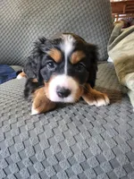 Liberty, a female Bernese Mountain Dog and Cavalier King Charles Spaniel for sale in Rapid City, SD – 2 of 4