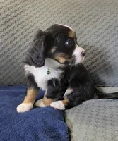 Rocky, a male Bernese Mountain Dog and Cavalier King Charles Spaniel for sale in Rapid City, SD – 4 of 7