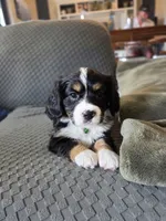 Rocky, a male Bernese Mountain Dog and Cavalier King Charles Spaniel for sale in Rapid City, SD – 3 of 7
