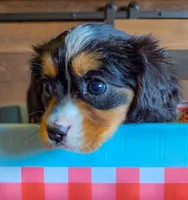 Sweetie, a female Bernese Mountain Dog and Cavalier King Charles Spaniel for sale in Rapid City, SD – 2 of 6