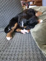 Liberty, a female Bernese Mountain Dog and Cavalier King Charles Spaniel for sale in Rapid City, SD – 3 of 4