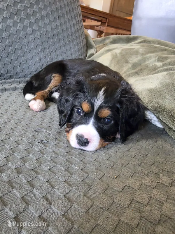 Liberty – Bernese Mountain Dog, Cavalier King Charles Spaniel puppy for sale in Rapid City, SD