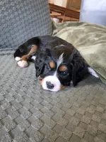 Liberty, a female Bernese Mountain Dog and Cavalier King Charles Spaniel for sale in Rapid City, SD – 1 of 4