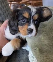Sweetie, a female Bernese Mountain Dog and Cavalier King Charles Spaniel for sale in Rapid City, SD – 4 of 6