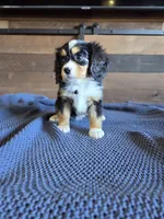 Sweetie, a female Bernese Mountain Dog and Cavalier King Charles Spaniel for sale in Rapid City, SD – 6 of 6