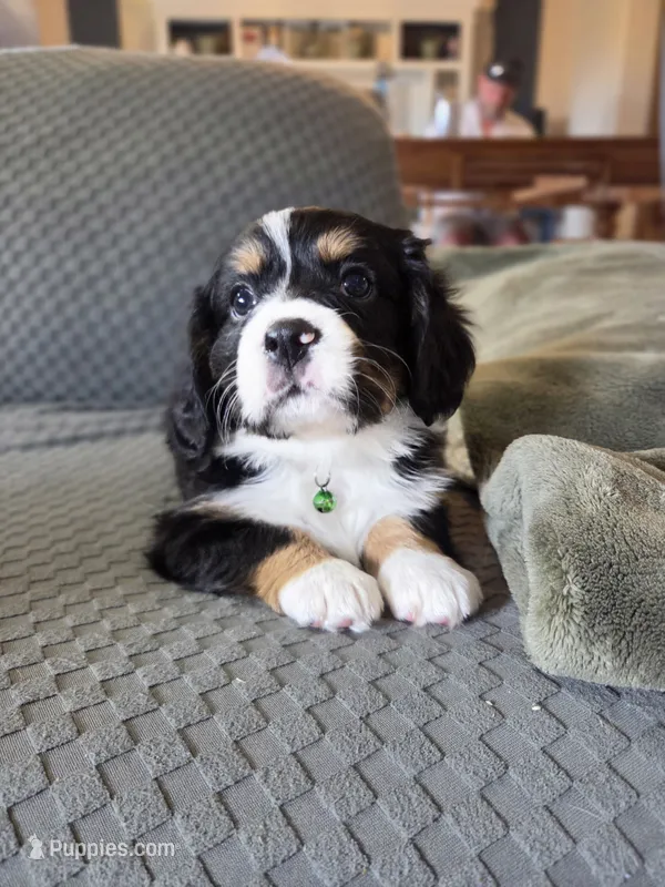 Rocky – Bernese Mountain Dog, Cavalier King Charles Spaniel puppy for sale in Rapid City, SD