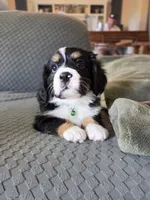Rocky, a male Bernese Mountain Dog and Cavalier King Charles Spaniel for sale in Rapid City, SD – 1 of 7