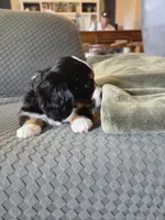 Rocky, a male Bernese Mountain Dog and Cavalier King Charles Spaniel for sale in Rapid City, SD – 7 of 7