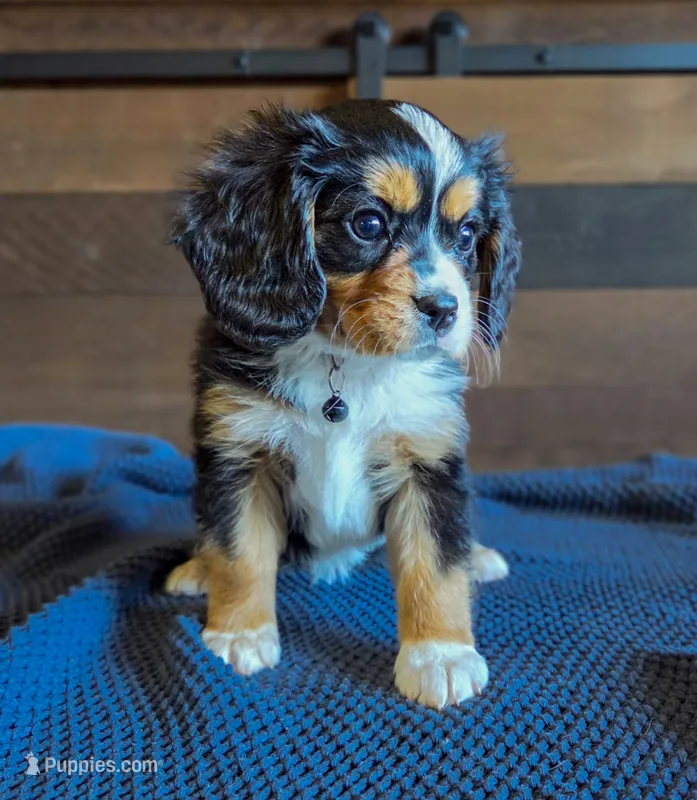 Sweetie – Bernese Mountain Dog, Cavalier King Charles Spaniel puppy for sale in Rapid City, SD