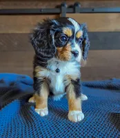 Sweetie, a female Bernese Mountain Dog and Cavalier King Charles Spaniel for sale in Rapid City, SD – 1 of 6