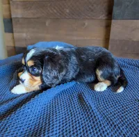 Sweetie, a female Bernese Mountain Dog and Cavalier King Charles Spaniel for sale in Rapid City, SD – 5 of 6