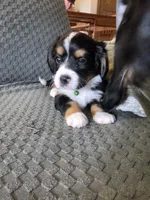 Rocky, a male Bernese Mountain Dog and Cavalier King Charles Spaniel for sale in Rapid City, SD – 5 of 7