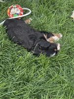 Liberty, a female Bernese Mountain Dog and Cavalier King Charles Spaniel for sale in Rapid City, SD – 4 of 4