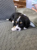 Rocky, a male Bernese Mountain Dog and Cavalier King Charles Spaniel for sale in Rapid City, SD – 2 of 7