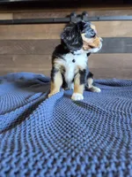 Sweetie, a female Bernese Mountain Dog and Cavalier King Charles Spaniel for sale in Rapid City, SD – 3 of 6