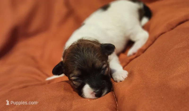 Girl 1 – Pomapoo puppy for sale in Groveland, FL