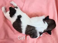 Girl 1, a female Pomapoo for sale in Groveland, FL – Photo 2 of 2