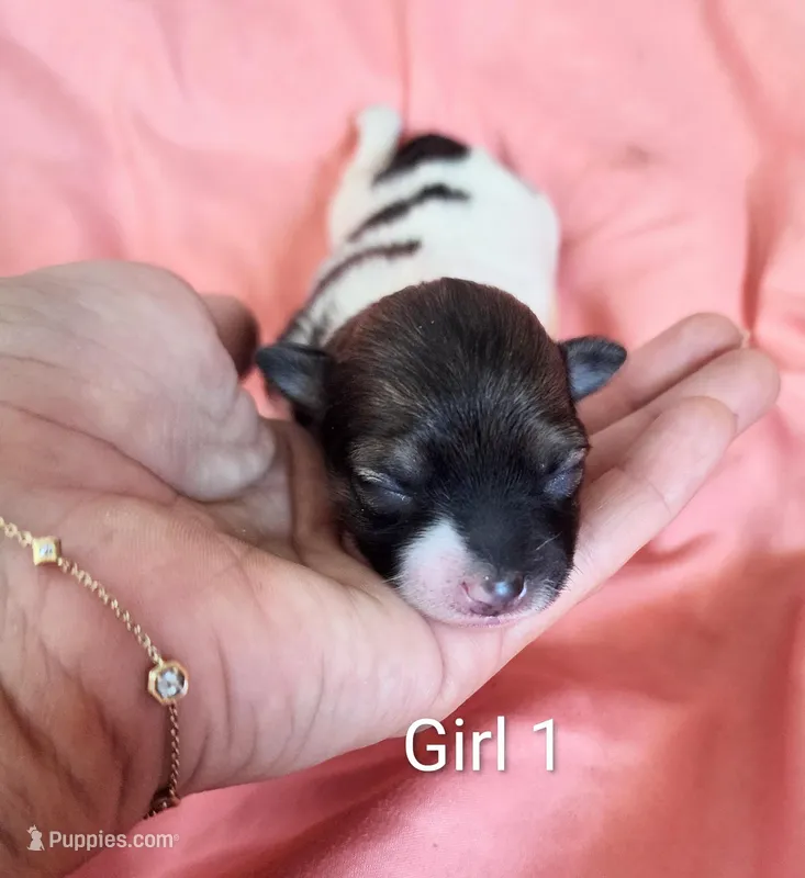 Girl 1 – Pomapoo puppy for sale in Groveland, FL