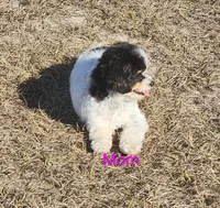 Girl 1 RESERVED, a female Pomapoo for sale in Groveland, FL – Photo 6 of 8