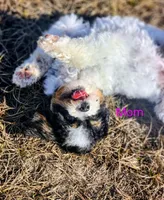 Girl 1 RESERVED, a female Pomapoo for sale in Groveland, FL – Photo 5 of 8