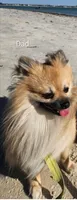 Girl 1 RESERVED, a female Pomapoo for sale in Groveland, FL – Photo 8 of 8