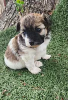 Girl 1 RESERVED, a female Pomapoo for sale in Groveland, FL – Photo 1 of 8