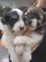 Girl 1 RESERVED, a female Pomapoo for sale in Groveland, FL – Photo 4 of 8