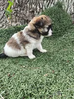 Girl 1 RESERVED, a female Pomapoo for sale in Groveland, FL – Photo 2 of 8